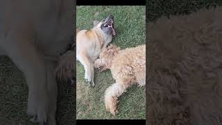 Mouthy Dogs dogsplaying goldendoodle [upl. by Sperling]