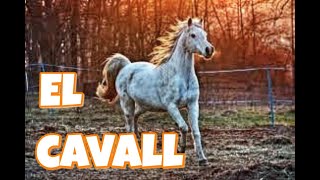 EL CAVALL 🐎 Cançó infantil [upl. by Lefkowitz905]