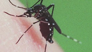 Person from Maine tests positive for EEE state CDC says [upl. by Miles449]