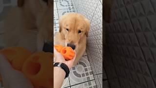 Que dúvida qual bolota pegar elas são tão diferentes golden retrivier 😁🐶🐾🥰 [upl. by Enywtna]