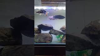 Chichlid tank setup chicklet cichlid cichlidaquarium cichlidtank aquarium sangli shorts [upl. by Lashoh]