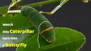 Watch this Caterpillar Turn Into A Butterfly  Papilio Demoleus  Metamorphosis  Lime swallowtail [upl. by Jennie]