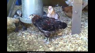 Raising Ameraucana Chickens httpwwwthebackyardchickencoopcom [upl. by Junius931]