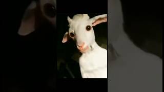 🧐Unglaubliche Skinwalker🌀 als Tiere Getarnt🙂👆 skinwalker interesting viralvideos animals [upl. by Deanna]