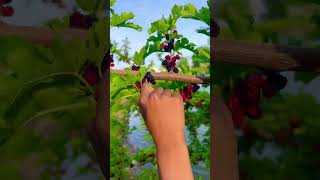 Amazing mulberry tree in our neighborhoodWonderful natureshortvideo naturephotograph [upl. by Jenna]