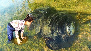 Natural pearls in fresh water can be broken apart from a clam to make a pile of pearls [upl. by Crescen]