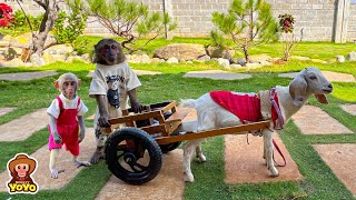 Monkey YiYi was happy when YoYo Jr visited her when Un In passed away [upl. by Telocin]