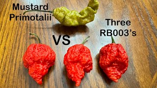 Mustard Primotalii or RB003 which is hotter pepper review [upl. by Fauman]