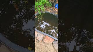 Feeder pond update fish aquarium fishtank aquariumfish aquascape [upl. by Atterg776]