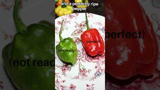 How to Save Pepper Seeds for Next Year🌶️ StepbyStep Guide SeedSavingTips growyourown hotpepper [upl. by Aamsa]