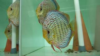 Discus Piwowarski [upl. by Brouwer]