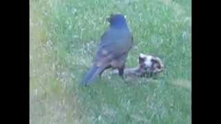 Starling Or Grackle Eats Another Bird  Rabbit Watches [upl. by Snowman]