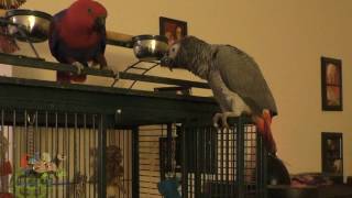 Parrot Friends Eclectus and African Grey [upl. by Ailimac]