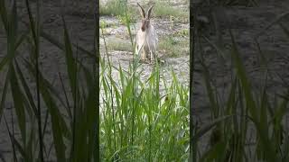 Jack Rabbit subscribe jackrabbits rabbithunt trending highlights military camera nature [upl. by Negaet]