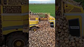 Silo betteraves pour les sucreries Saint Louis sucre 🇫🇷france farming agriculture drone farm [upl. by Nidla274]