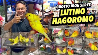 LUTINO HAGOROMO NI BOSS DANTE  GROTTO IBON SERYE  DECEMBER 01 2024 [upl. by Aleen]