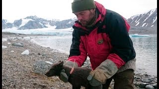 Arctic fox journeys from Norway to Canada [upl. by Parry]