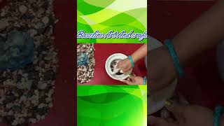 How To Make Planter From Plaster Of Paris Using Bowl  Baseline Art And Craft [upl. by Casimire]