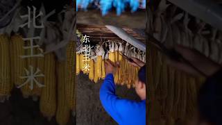 How to make corn wine cornwine winemaking wine ytshorts [upl. by Ayotak987]