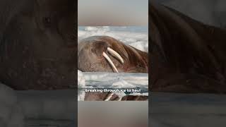 Facts You Didn’t Know About Walruses [upl. by Alecia840]