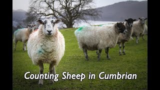 Counting Sheep in Cumbrian [upl. by Atekan786]