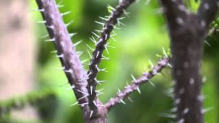 Une balade au Jardin des plantes [upl. by Oicam]