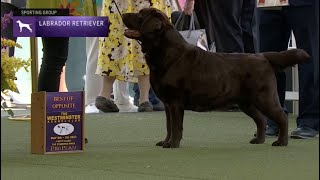 Retrievers Labrador  Breed Judging 2023 [upl. by Shear7]