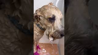 How to wash ur dog at home [upl. by Narruc]