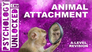 Animal Studies of Attachment Lorenz and Harlow  Attachment  Psychology ALevel Revision Tool [upl. by Eugilegna]