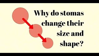 Why do stomas shrink or change size [upl. by Aicilehp]