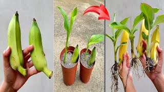 Summary of 4 simple techniques for growing bananas that bear fruit quickly [upl. by Aynnat]