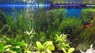 Freshwater Aquarium 4K [upl. by Imas]