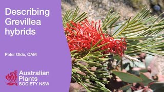 Describing Grevillea Hybrids [upl. by Htiduy]