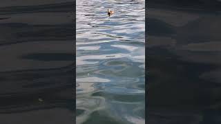 Ducks on the Monongahela River relaxingguitarmusic nature guitar music River reflection [upl. by Scheers]