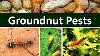 How to manage Insect Pests of Groundnut Arachis hypogaea [upl. by Ahsayn]