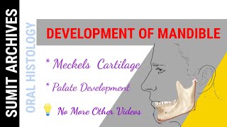 Mandible Development Meckels Cartilage 🌻 [upl. by Eelesor]