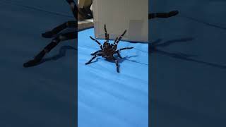 H gigas attacks stridulation ❤️❤️ tarantula animals saberanimal hysterocratesgigas spider [upl. by Anam]