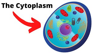 CytoplasmThe important fluid of the cell [upl. by Anstice]