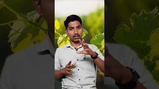 🍇 grape agriculture farmingocropcare agriculturefarming farmer [upl. by Swinton]