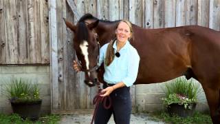 8 Different Horse Stretches [upl. by Bean]