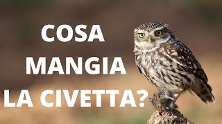 Cosa mangia la civetta [upl. by Rad]