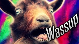 WASSUP GOAT [upl. by Bywaters598]