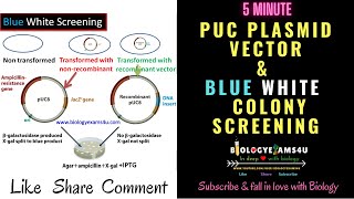 pUC Vector Features Selectable Markers  How Blue White Recombinant Screening works Explained [upl. by Zoi]