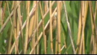 Singing Reed Warbler [upl. by Klute]