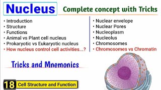 Nucleus structure and function  Complete concept with Tricks  J Biology [upl. by Eichman808]