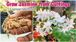 How to Grow Jasmine Plant From Cuttings  How to Propagate Jasmine Cuttings  Cuttings in Sand Media [upl. by Atires739]