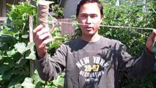 Plant Ties to Secure Your Plants to a Trellis When Growing Vertically [upl. by Magnum]