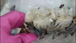 Frozen Blue swimming cut crab [upl. by Litton]