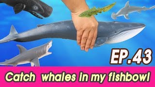 EN 43 Lets catch whales in my fishbowl kids education Collecta figureㅣCoCosToy [upl. by Heman479]