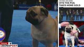 First Ever Winner Of National Dog Show 2024 Is Vito the Pug dogshows [upl. by Suicul]